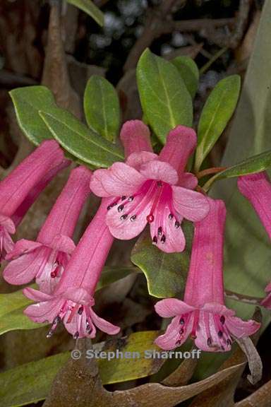 rhododendron celebicum subsection vireya 4 graphic